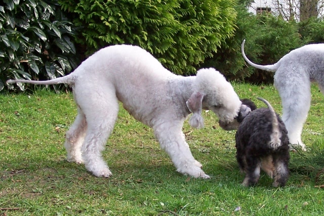 Unsere Hunde 03.02 (15).JPG